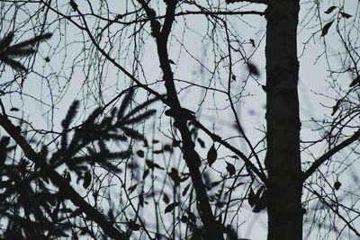 Low angle view of bare tree against sky