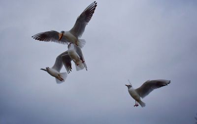 Low angle view of seagulls flying against sky