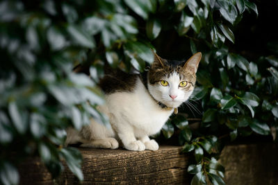 Portrait of cat sitting on wood