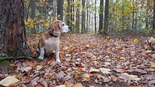 Dog sitting on tree in forest