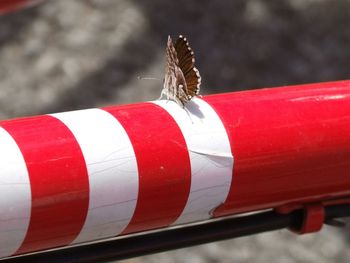 Close-up of red butterfly