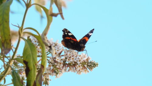 Close-up of butterfly on tree