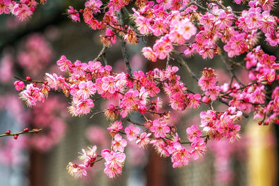 Close-up of pink cherry blossom