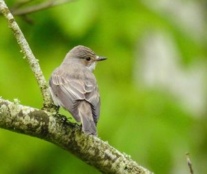 Close-up of bird perching on tree