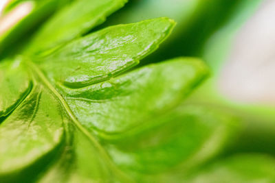 Close-up of fresh green leaves