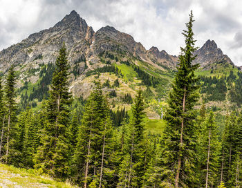 Scenic view of pine trees on mountains against sky