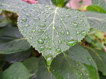 Close-up of raindrops on leaves