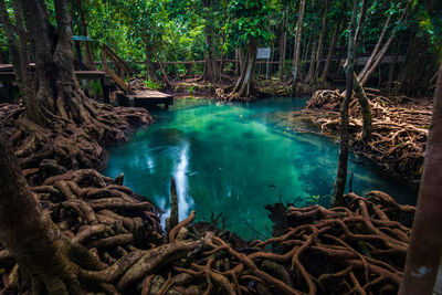 Scenic view of waterfall in forest