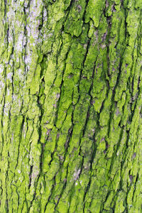 Full frame shot of moss on tree trunk