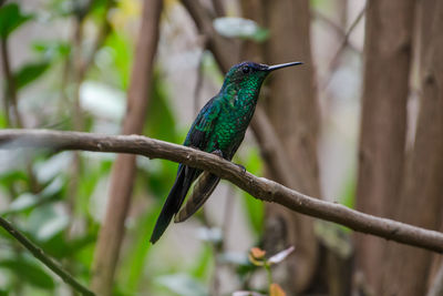 Close-up of bird perching on branch