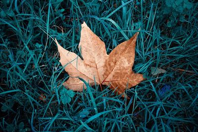 High angle view of dry leaf on grass