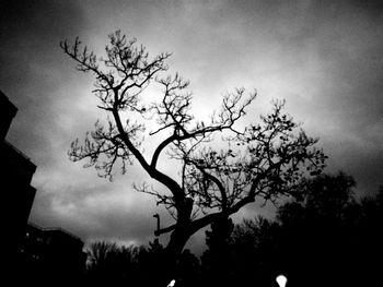 Low angle view of silhouette tree against sky