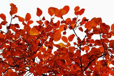 Low angle view of tree against sky during autumn