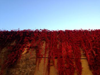 Trees against clear blue sky