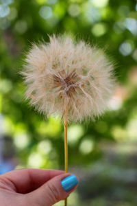 Close-up of hand holding dandelion flower