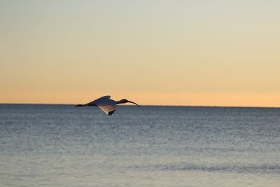 Seagull flying over sea against sky