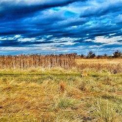 Agricultural field against sky