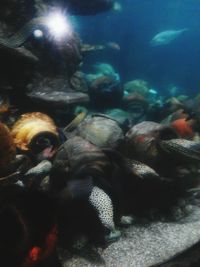 Close-up of jellyfish in aquarium