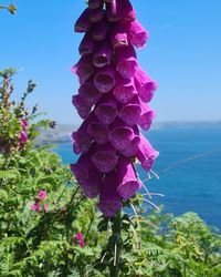 Close-up of pink flowering plant against sea