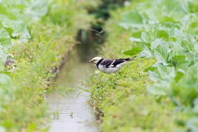 Bird perching on a plant