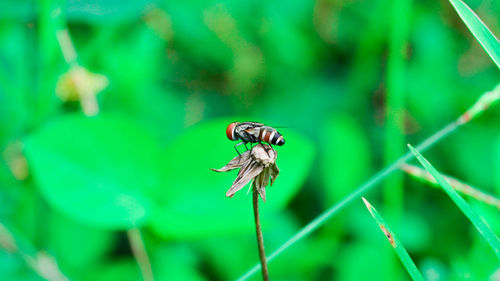 Close-up of insect on leaf