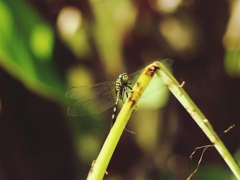 A dragonfly perching on a branch