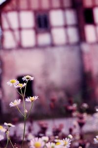 Close-up of plant against blurred background