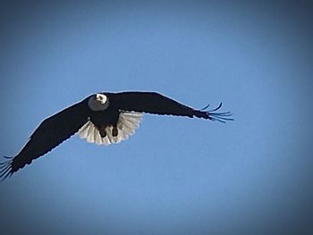 Bird flying against clear blue sky