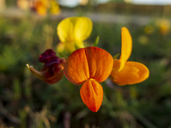 Close-up of orange flowering plant