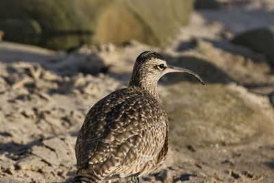 Close-up of a bird perching on sand