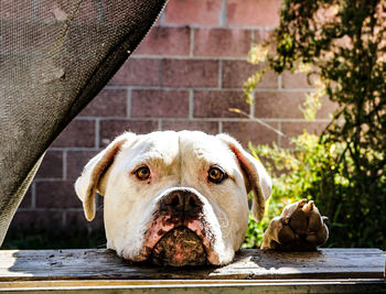 Close-up portrait of a dog