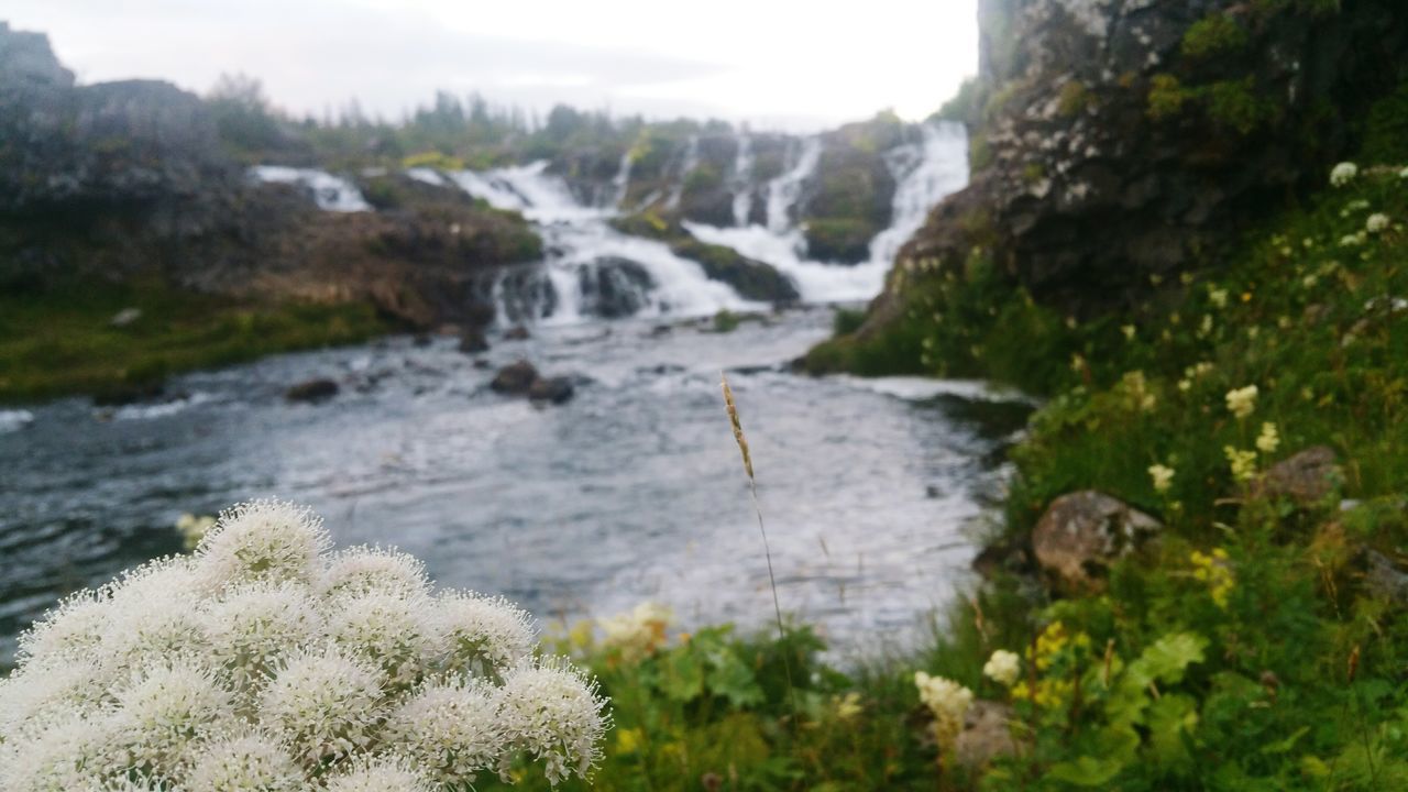 water, flowing water, stream, beauty in nature, waterfall, rock - object, motion, flowing, nature, plant, scenics, river, growth, tranquility, tranquil scene, grass, day, long exposure, forest, outdoors