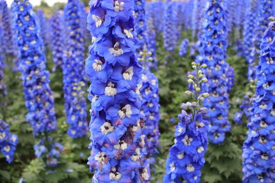 Close-up of purple flowering plant