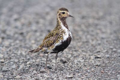 Close-up of an animal