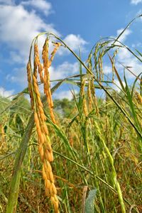 Close-up of crops on field against sky