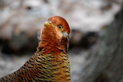 Close-up of a bird