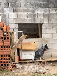 Portrait of horse standing against wall