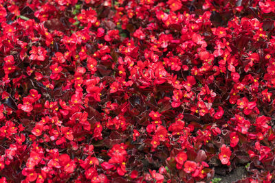 Full frame shot of red flowering plants