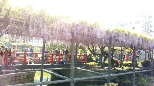 View of cherry trees in park