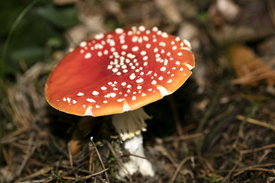 Close-up of fly agaric mushroom on field