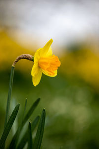 Close-up of yellow flowering plant