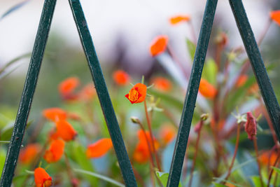 Close-up of orange flowering plants on field