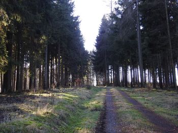 Trees in forest against sky