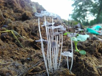 Close-up of mushroom growing on land