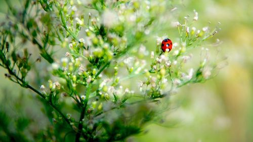 A ladybird beetle