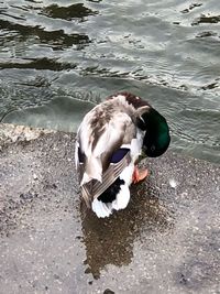 Side view of a bird in water