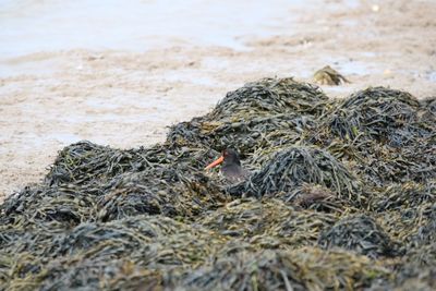 View of birds in nest on beach