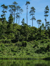 Scenic view of lake in forest against sky