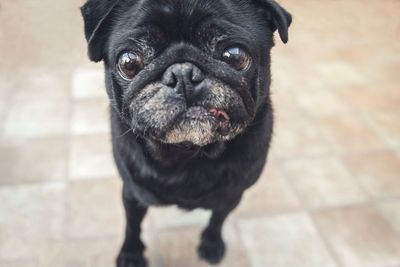 Close-up portrait of black dog