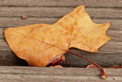 Close-up of dry maple leaf on table